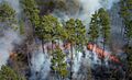 Okefenokee burn1