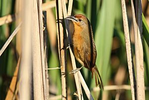 Orange-breasted Thornbird