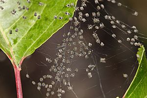 Orb weaver spiderlings