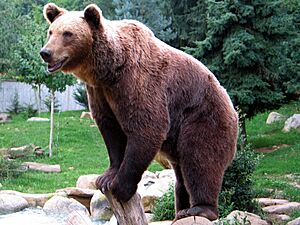 Ours brun parcanimalierpyrenees 2