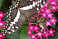 Papilio demodocus Montreal