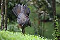 Penelope purpurascens - Crested Guan - Costa Rica (31073079814)
