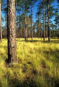 Pinus palustris USDAFS