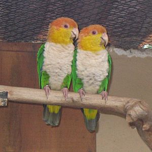 Pionites leucogaster -Parque de las Aves -Foz de Iguazu-6a-4c.jpg