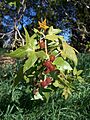 Platanus racemosa-6