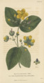 Plate 18 Hypericum Androsaemum - Conversations on Botany-1st editionf