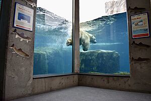 PolarBearUnderwaterViewing
