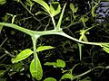 Poncirus trifoliata R.H (3)