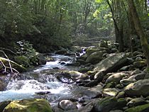 Porters-creek-greenbrier