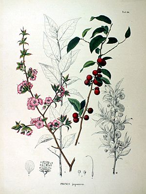 Prunus japonica SZ90.jpg