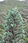 Puya alpestris ssp zoellneri Cuesta Las Chilcas 18.JPG