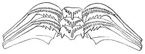 Pyrgulopsis nevadensis radula