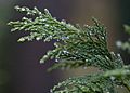 Raindrops on leyland cypress