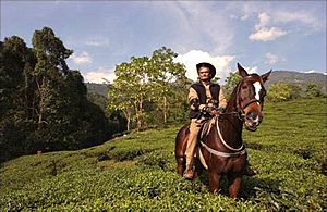 Rajah Banerjee at Makaibari Tea Estate.jpg