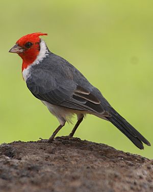 Red-crested cardinal - Oahu