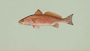 Red drum sciaenops ocellata