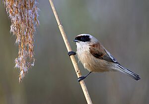 Eurasian penduline tit Facts for Kids