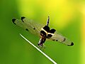 Rhyothemis phyllis 9311