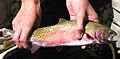 Rio Grande Cutthroat Trout Alamosa watershed