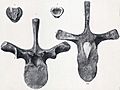 Scleidosaurus vertebrae