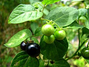 Solanum americanum (4898754585)