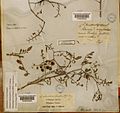 Solanum cheesmaniae herbarium sheet Charles Darwin Chatham Island Galapagos Sept 1835