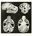 Sunda Slow Loris (Nycticebus coucang) skull
