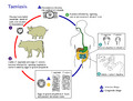 Taenia solium Life cycle