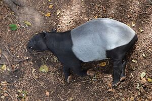 Tapirusindicussleepingadelaide