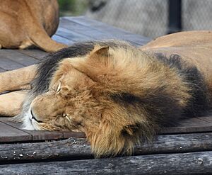 Taronga Zoo lion 001