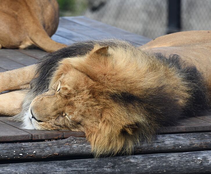 Taronga Zoo lion 001