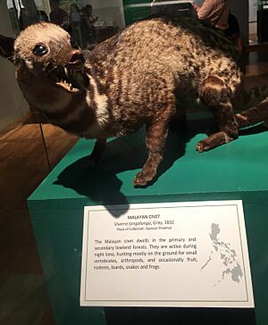 Taxidermied Malayan Civet at Philippine National Museum