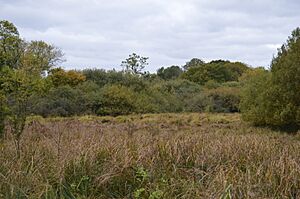 Tebworth Marsh 3