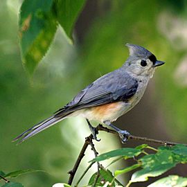 Tufted Titmouse (5947070361)