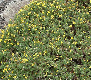 Ulex gallii bush