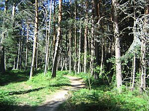 Valle Valsaín 5