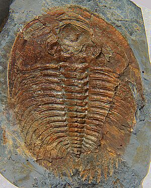 Wanneria walcottana negative CRF