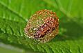 Weevil (Hypera rumicis) larva