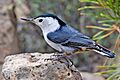 White-Breasted Nuthatch