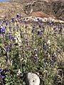 White Big Bend Bluebonnets