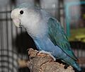Whitefaced Blue Rosy-Faced Lovebird