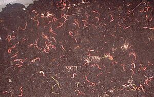 Worm.bin