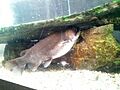 バトラクスキャット Asterophysus batrachus