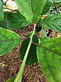 厚殼樹 Ehretia acuminata 20210805083404 02