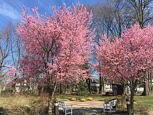 2016-03-12 10 26 21 Okame Cherries blooming at the Lawrence Road Presbyterian Church in Lawrence, New Jersey