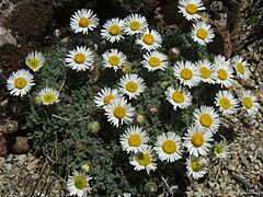 308Erigeron compositus - Flickr - pellaea