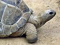 Aldabra.giant.tortoise.arp