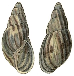 Anthinus henselii shell.jpg