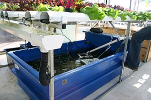 Aquaponics with catfish