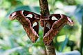 Atlas moth
